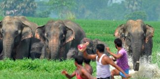 Un elefante mata a una mujer en la India y llega al funeral