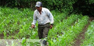 Producción con grandes niveles en fincas de Masaya