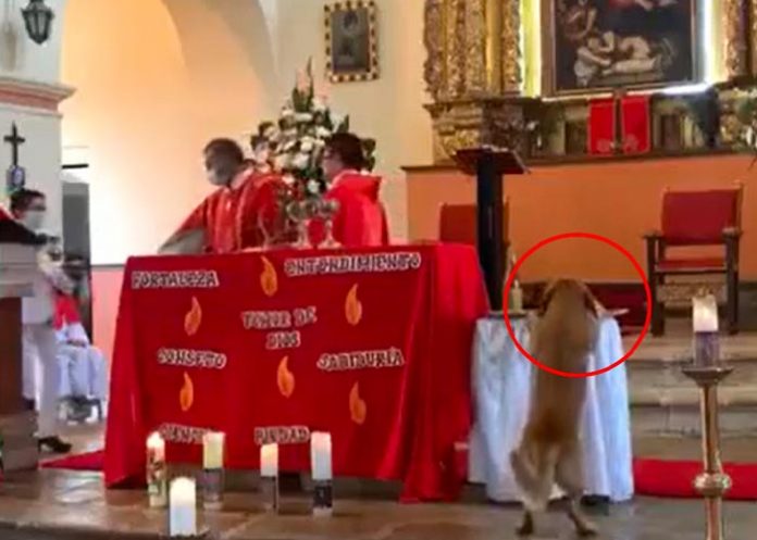 Perrito se roba pan sagrado de Iglesia en plena misa