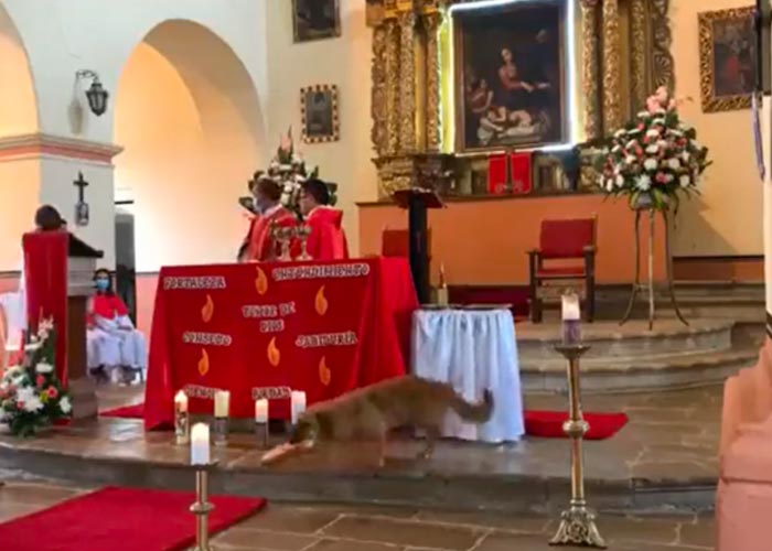 Perrito se roba pan sagrado de Iglesia en plena misa