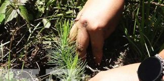 Jornada de reforestación en Madriz