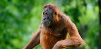 ¡Atrevido! Orangután "toca senos" y besa a mujer en Tailandia