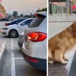 Viral: Perro dirige a los conductores para poder estacionarse