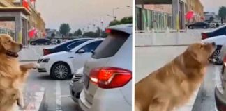 Viral: Perro dirige a los conductores para poder estacionarse