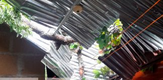 Nandaime: Árbol cae en vivienda y deja daños materiales