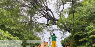 Frondoso árbol cae sobre calle del barrio Tamanes, Juigalpa