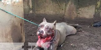 Ataque de pitbull causa pavor en una comarca de Masaya