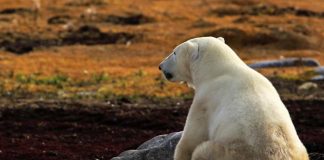 Oso polar busca ayuda en un pueblo del Ártico en Rusia