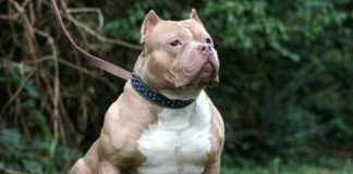 El hombre fue imputado a proceso legal por la pitbull