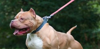 Perros pitbull endemoniados atacaron a mujer en EE.UU.