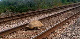 Tortuga gigante bloquea las vías del tren en Inglaterra