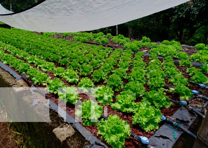 Lechuga una alternativa que crece en los agricultores de Masaya