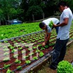 Lechuga una alternativa que crece en los agricultores de Masaya