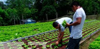 Lechuga una alternativa que crece en los agricultores de Masaya