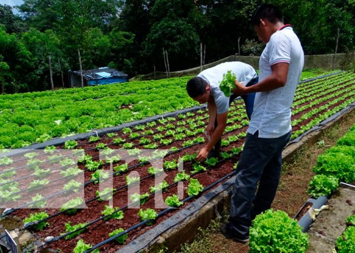 Lechuga una alternativa que crece en los agricultores de Masaya