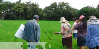 INTA capacita sobre control de plagas en cosecha de arroz en Nandaime, Nicaragua