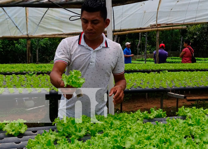 Lechuga una alternativa que crece en los agricultores de Masaya