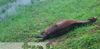 Un caballo provoca accidente de tránsito en Rivas