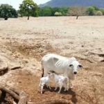 ¡Alerta! Crisis de leche en Francia en los próximos meses por la sequía