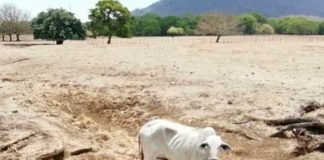 ¡Alerta! Crisis de leche en Francia en los próximos meses por la sequía