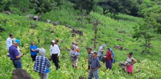 Gobierno de Nicaragua, presentó a pequeños productores nuevas variedades de frijol