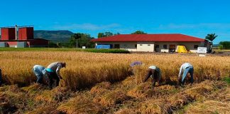 Gobierno de Nicaragua avanza en siembra de arroz secano en el primer ciclo