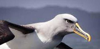 ¡Increíble! Esta especie de pájaros prefiere dejar a su pareja antes que pelear