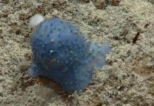 ¡Increíble! Aparecen extrañas criaturas en el fondo del mar caribe