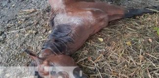 Caballo muerto por fulminante rayo en Managua