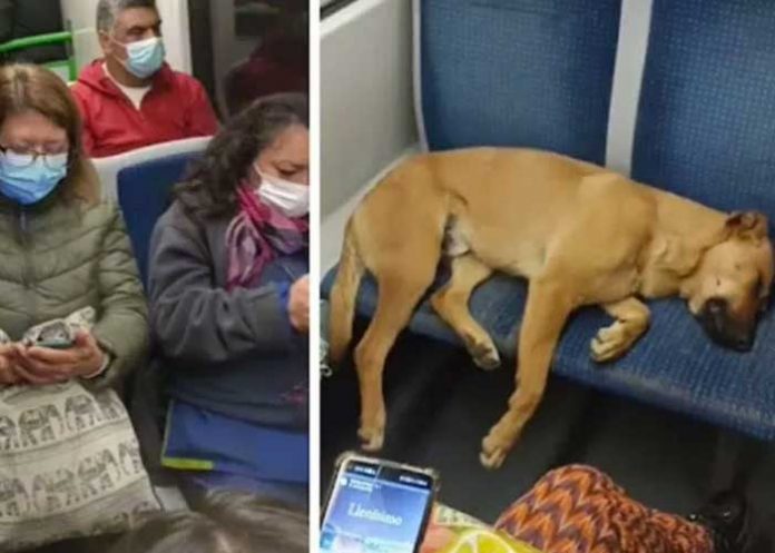 Perro se duerme en asiento de tren y deja de pie a pasajeros