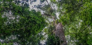 "Como un edificio": Científicos llegan al árbol más grande en Brasil