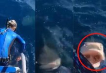 ¡Casi se desmaya! Mujer buzo se da cuenta tarde de un tiburón (VIDEO)