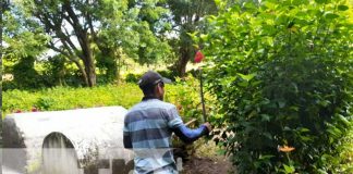 Limpieza de cementerios en la Isla de Ometepe