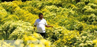 Espectáculo de flores para estas fechas en Masaya