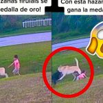 El perro salvó al niño de ser atacado por otro canino 