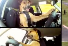 Perro conduce un carro y se hace viral