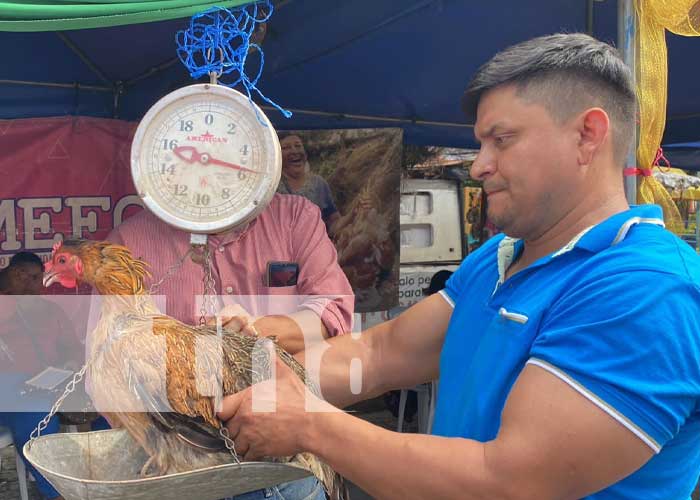 Foto: MEFCCA elige a la Gallina Porroca más grande de Chontales / TN8