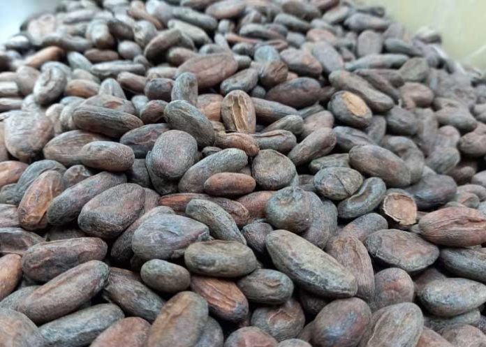 Inauguran el II Certamen Nacional Cacao de Excelencia en Matagalpa