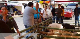 Foto: Proyectan ferias de cerdo y chompipes en municipios de Diriá y Diriomo / TN8