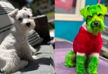 Tiñó a su perro de verde para “hacerlo parecido al Grinch”