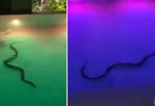 Avistan enorme serpiente en piscina de un Hotel (VIDEO)