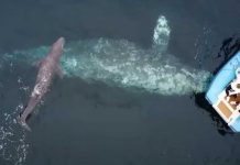 Video: Turistas logran presenciar el nacimiento de una ballena gris