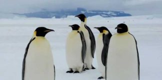 Científicos descubren nueva colonia de pingüinos en la Antártida