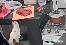 Perrito aprovecha descuido de dueños y los deja sin carne