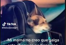 Captan a una joven con su perro en plena rumba