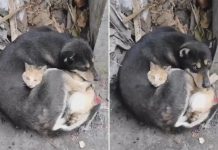 Viral: Un gato y un perro abrazados luego del terremoto en Turquía