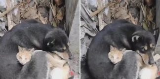 Viral: Un gato y un perro abrazados luego del terremoto en Turquía