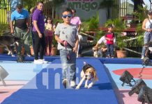 Foto: Jornada de salud animal "Pasarela con Animalitos", en Managua / TN8