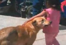 Perrito acompañó a niña perdida “Nunca se alejó”