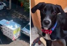 Familia busca a su perrito con camioneta y megáfono